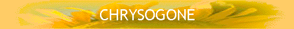 CHRYSOGONE