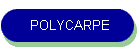 POLYCARPE