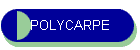POLYCARPE